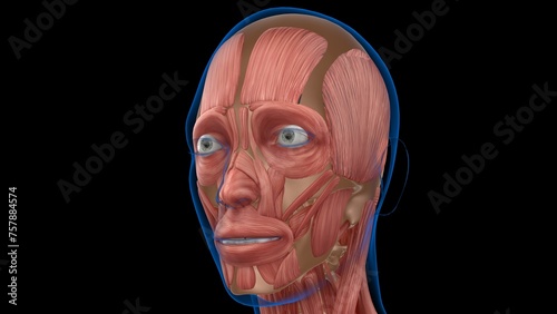 human female muscle anatomy for medical concept 3d rendering photo