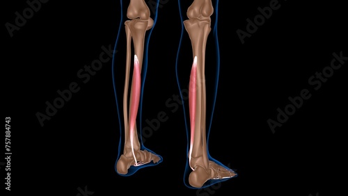 Φωτογραφία human female muscle anatomy for medical concept 3d rendering