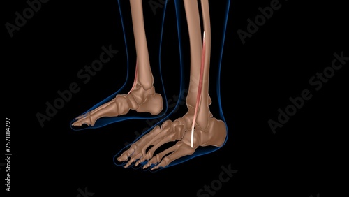 human female muscle anatomy for medical concept 3d rendering