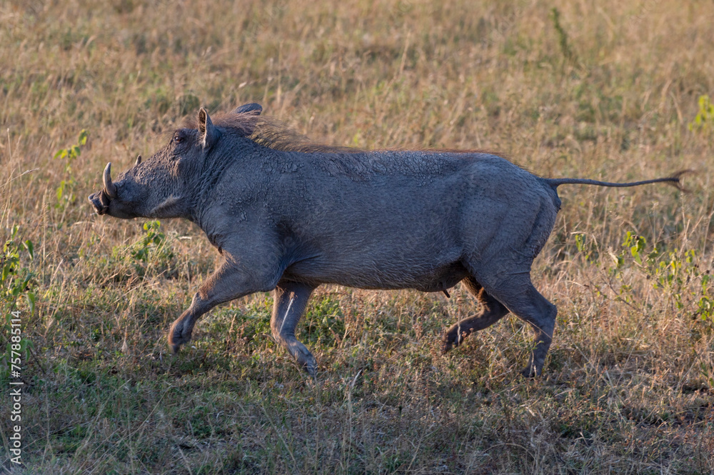 Wild animals in the Kruger National Park in RSA