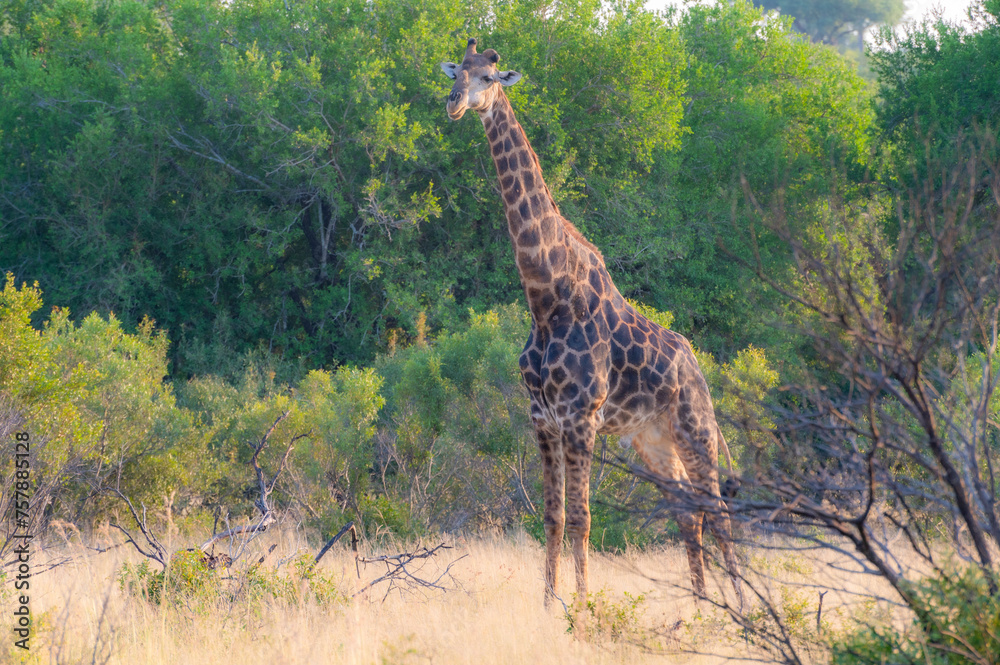 Wild animals in the Kruger National Park in RSA