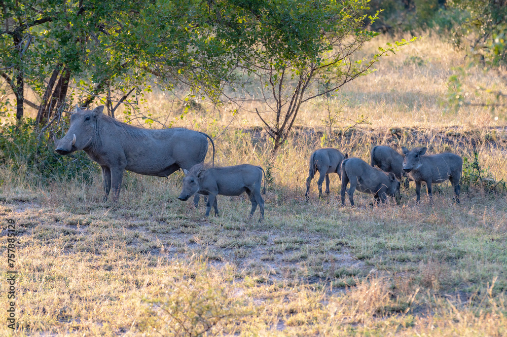 Wild animals in the Kruger National Park in RSA