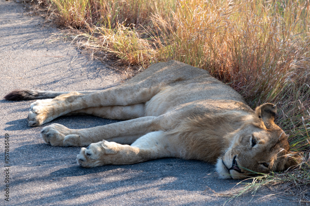 lion cub sleeping - Kruger national park in RSA lion cub sleeping - Kruger national park in RSA