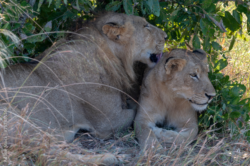 Closeup of lions - Kruger national park in RSA