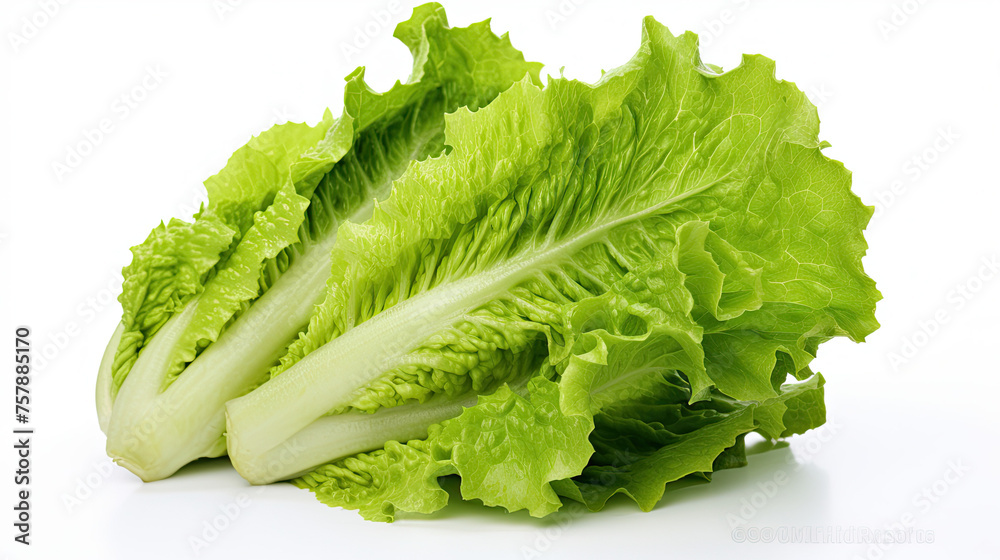 Green lettuce Isolated on white background