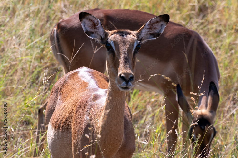 Wild animals in the Kruger National Park in RSA