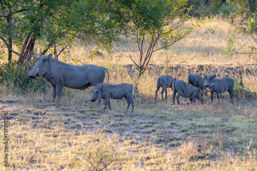 Obraz na płótnie Wild animals in the Kruger National Park in RSA w salonie