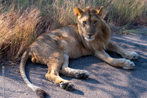 Obraz na płótnie Closeup of a lion - Kruger national park in RSA w salonie