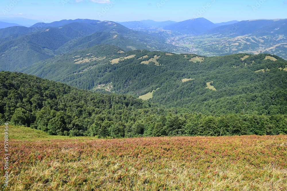 Fototapeta premium Blueberry and lingonberry bushes on the slopes of the Carpathian mountains, Ukraine.