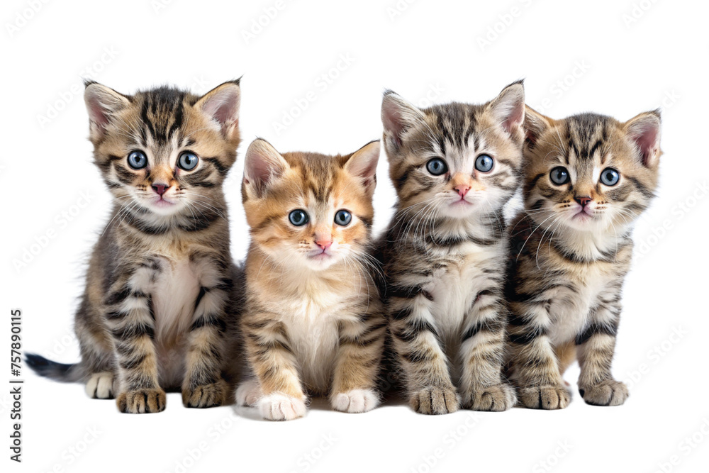 Group of kittens isolated on white Group of kittens isolated on white
