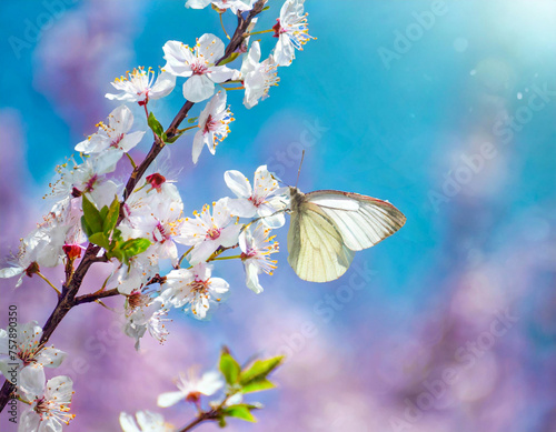 cherry tree blossom white butterfly in flight and flowers with soft focus Branch blossoming 