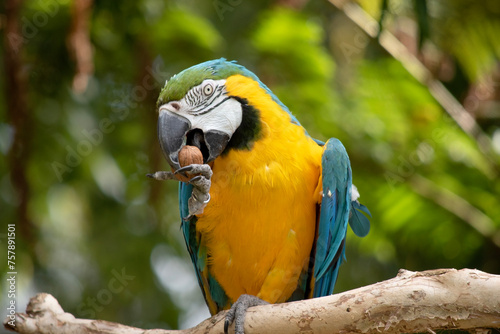 the Back and upper tail feathers of the blue and gold macaw are brilliant blue; the underside of the tail is olive yellow.  photo