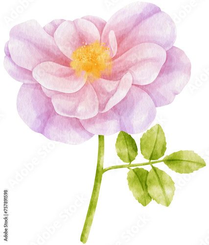 Fototapeta Naklejka Na Ścianę i Meble -  Purple rose flowers watercolor illustration
