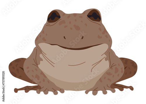 Frog or toad, amphibian animal. Type of froggy. Exotic tropical reptile. Flat vector illustration on white background