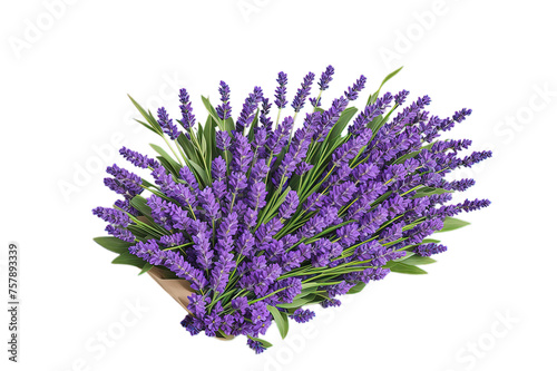 a Vibrant bouquet of purple lavender flowers  cut out  top view  isolated on white background