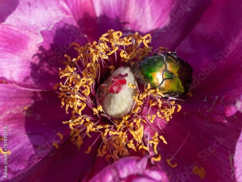 Fototapeta Naklejka Na Ścianę i Meble -  Green beetle inside the flower of Peonia officinalis