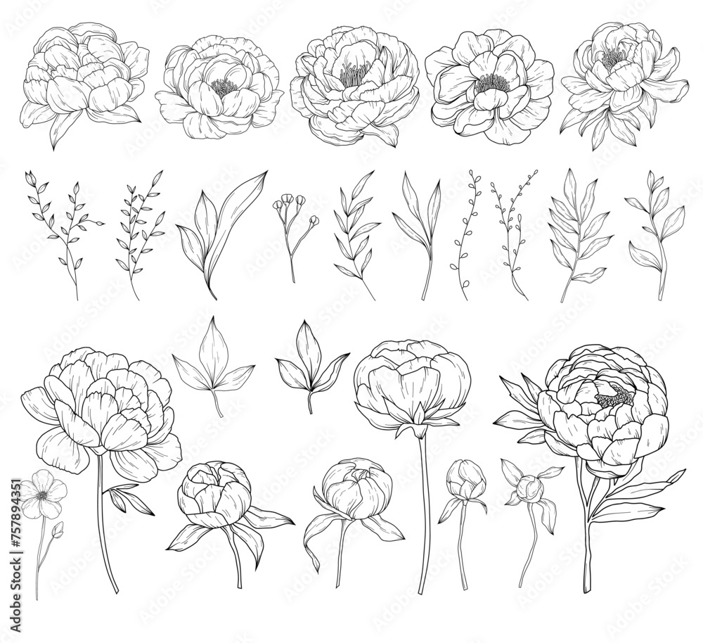 Collection of peony flowers, hand drawn botanical line art drawing, vector floral illustration Collection of peony flowers, hand drawn botanical line art drawing, vector floral illustration
