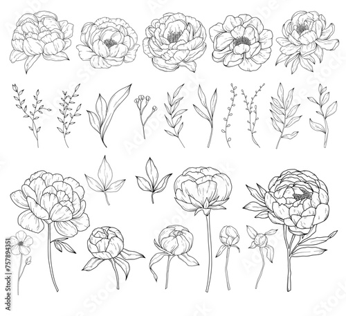 Collection of peony flowers, hand drawn botanical line art drawing, vector floral illustration