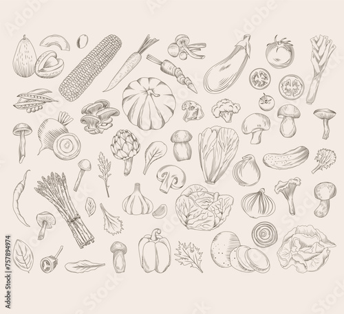 Set of hand drawn vegetables (potatoes, cabbage, broccoli, asparagus, mushrooms, onions, tomatoes, cucumbers, zucchini, corn and others), vector sketch isolated illustration of fresh vegetables © nastyasklyarova