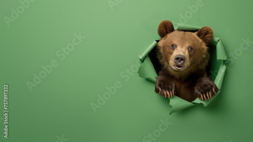 A humorous and creative image showing a bear's body with a blurred face through torn paper