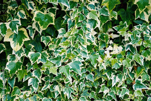 Hedera algeriensis Hibberd or Algerian ivy climbing plant texture © bermuda cat