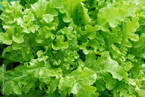 Green fresh lettuce leaves close-up. Harvest of growing salad vegetable in greenhouse © bermuda cat