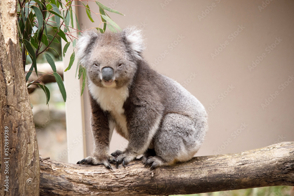 Fototapeta premium the Koala has a large round head, big furry ears and big black nose. Their fur is usually grey-brown in color with white fur on the chest, inner arms, ears and bottom.
