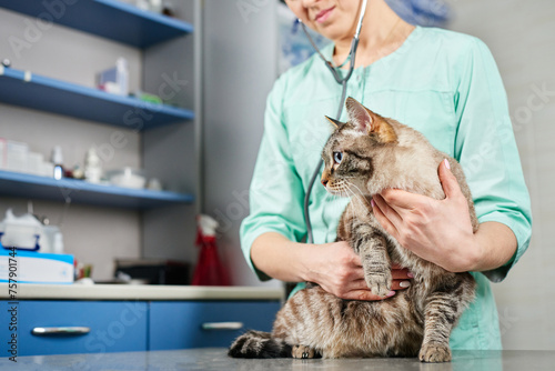 Fototapeta Naklejka Na Ścianę i Meble -  Veterinarian with stethoscope holding a domestic cat in hands at the visit