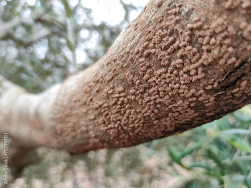 Pest of borer insect in the olive grove. Fight diseases in fruit trees. photo