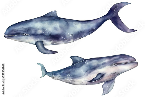 animalistic sea isolated illustration white illustration watercolor mammal Ocean whale © akk png