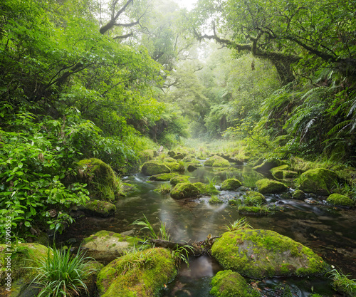 Regenwald, Omanawa Gorge, Bay of Plenty, Nordinsel, Neuseeland © Rainer Mirau