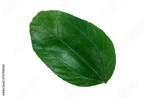 Green herb leaf Isolated