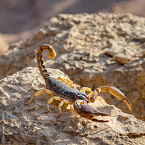 scorpion © kimjunghun