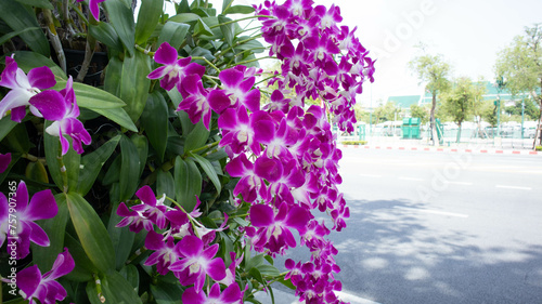 The beautiful purple orchid