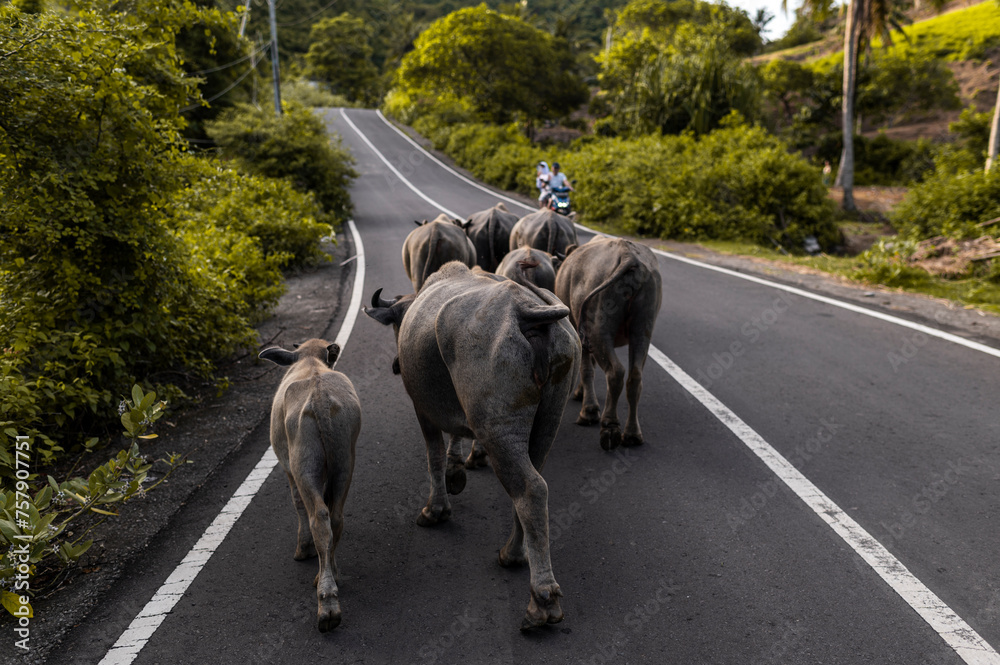 Herd of Water Buffaloes Walking on Road, Lombok, Indonesia, Asia Herd of Water Buffaloes Walking on Road, Lombok, Indonesia, Asia