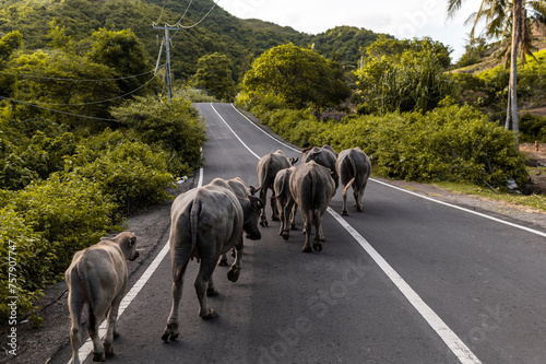 Herd of Water Buffaloes Walking on Road, Lombok, Indonesia, Asia photo