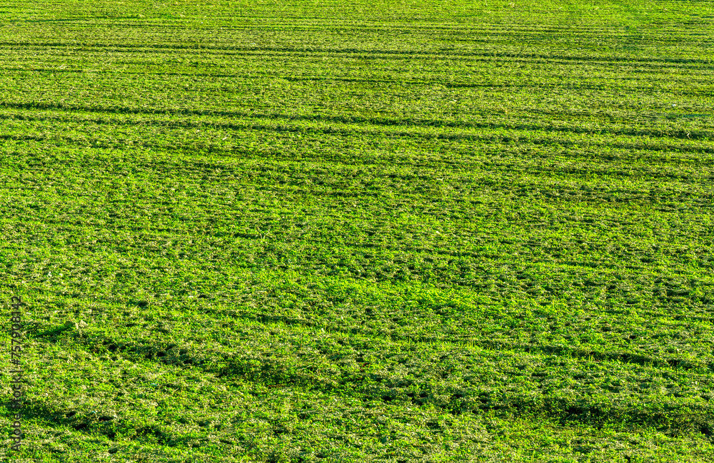 natural background of spring green field with  rows of toung salad growth. Agricultural landscape concept