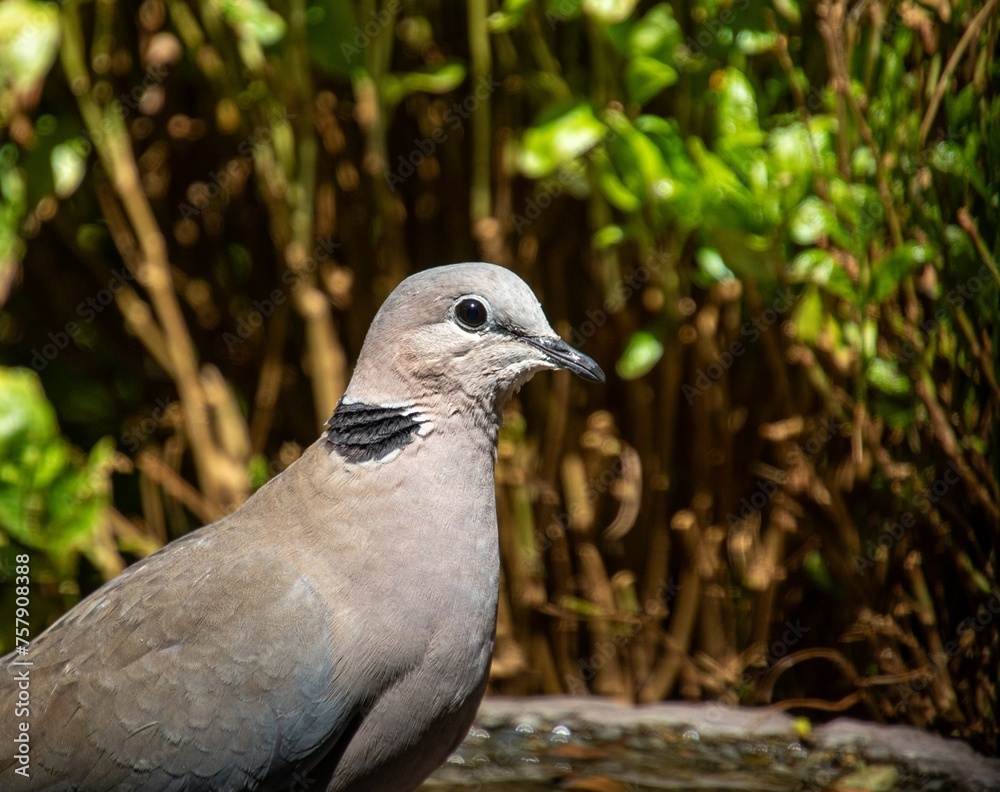 Fototapeta premium Portrait of a ring-necked dove in South Africa