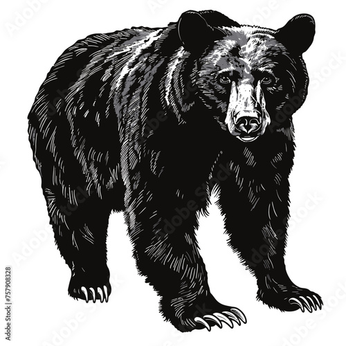 black bear vector | price 1 credit usd $1