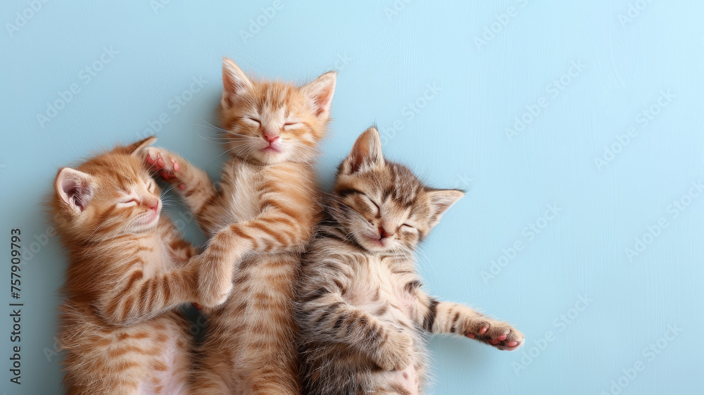 Top view of little kittens sleeping. Light blue background with copy space.