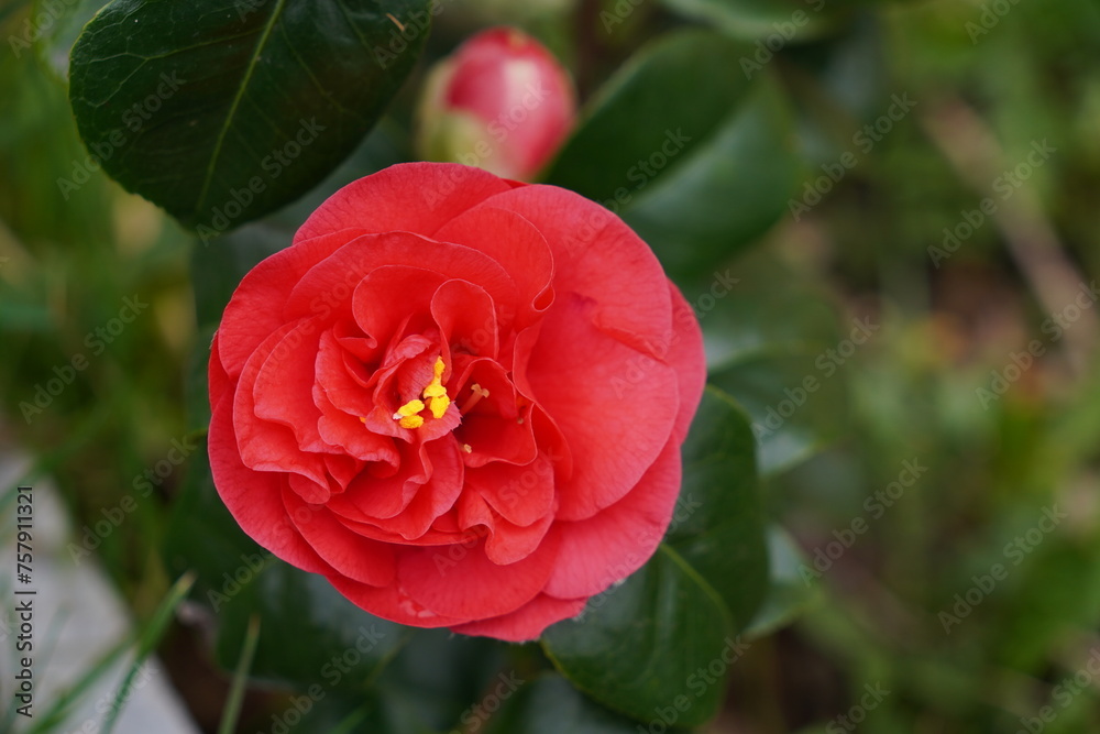 Obraz premium vibrant red flower during spring bloom. camellia growing on flowering garden shrub 