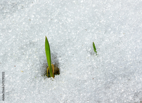 Thaw snow blanket and blade of first grass