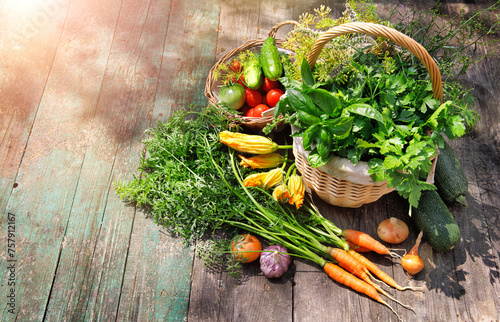 Gardening farming fresh organic vegetables and spicy herb with bed. Still life with wicker basket basil and parsley on old wooden board in rustic style top view.