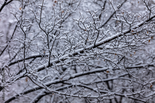 snow covered tree