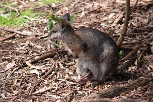  the tammar wallaby has a joey in her pouch with the feet sticking out