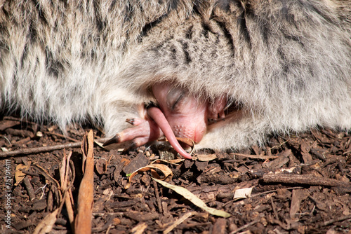 this is a close up of a yong joey in its mother's pouch
