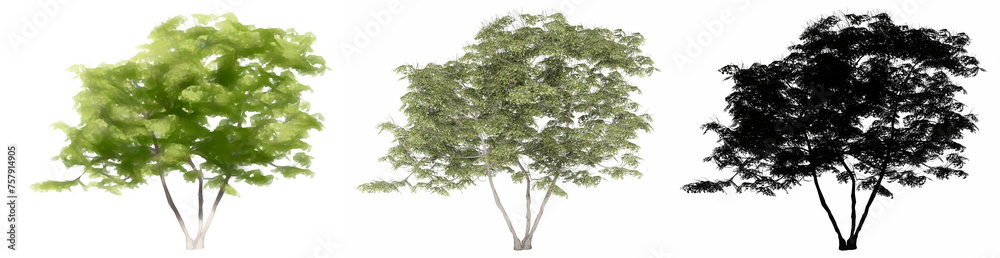 Fototapeta premium Set or collection of Japanese Maple trees, painted, natural and as a black silhouette on white background. Concept or conceptual 3d illustration for nature, ecology and conservation, strength, beauty