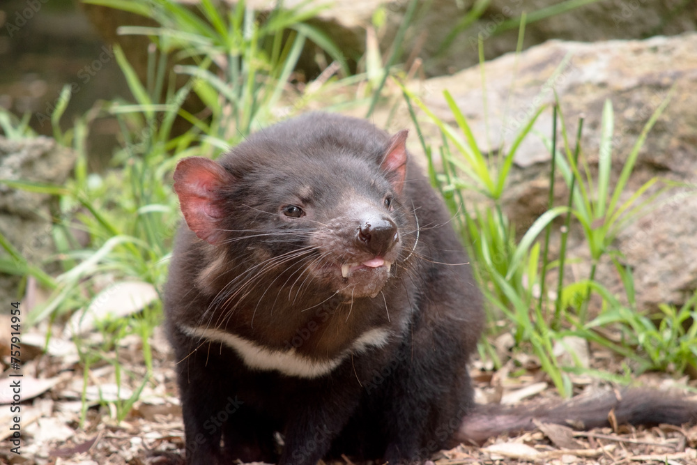 Tasmanian Devils have black fur with a large white stripe across their breast and the odd line on their back. Tasmanian Devils have black fur with a large white stripe across their breast and the odd line on their back.