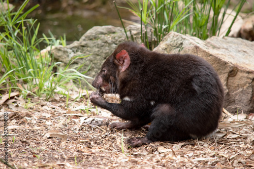 Tasmanian Devils have black fur with a large white stripe across their breast and the odd line on their back. © susan flashman