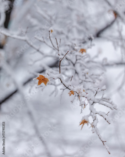 snow covered branches